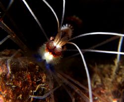 Banded Shrimp macro shot yesterday in Taiwan... E900 plus... by Alex Tattersall 
